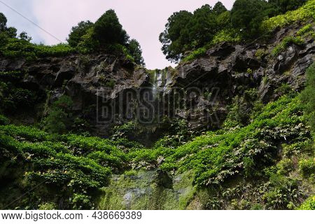 The Forest Of Grena, Sao Miguel Island, Azores. High Quality Photo
