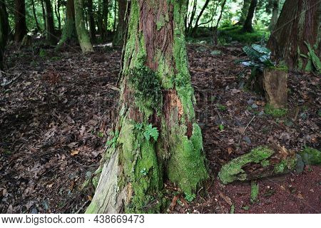 The Forest Of Grena, Sao Miguel Island, Azores. High Quality Photo