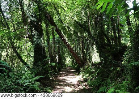 The Forest Of Grena, Sao Miguel Island, Azores. High Quality Photo