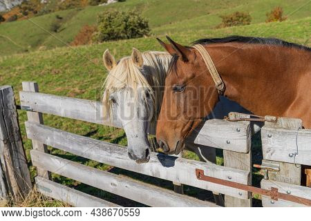 Horse In The Somiedo Natural Park In Asturias.