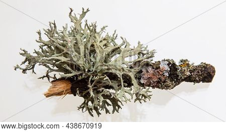 Lichen On A Dry Twig On A White Background. Evernia Prunastri, Also Known As Oakmoss, It Is Used Ext