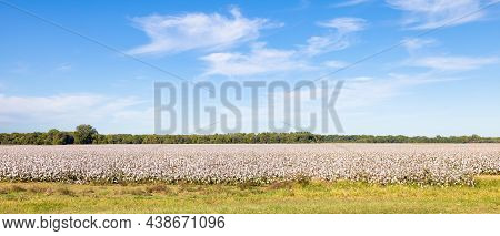 Biscoe, Arkansas, Usa - October 18, 2021: One Of The Cotton Plantations Along Ar-33