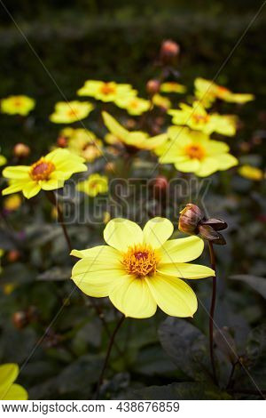 Close Up Of Yellow Dahlia Mystic Haze Flowers In Blooming. Autumn Plants.