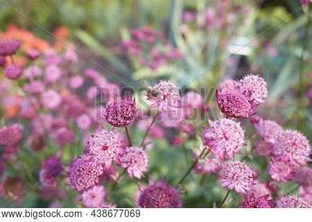 Pink Astrantia Flowers. Astrantia Major Moulin Rouge.