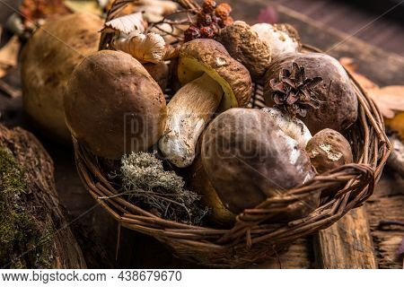 Forest Edible Mushrooms Close Up. Ceps Boletus Edulis Over Wooden Background, Rustic Table.forest Ed