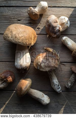 Forest Edible Mushrooms Close Up. Ceps Boletus Edulis Over Wooden Background, Rustic Table.