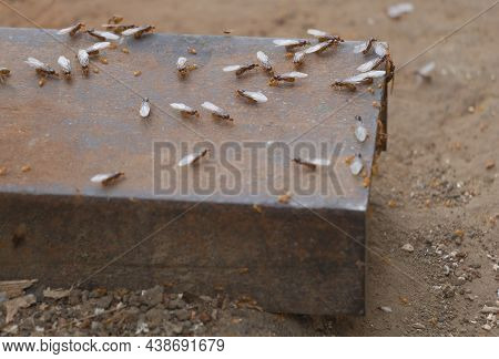 Selective Focus Shot Of Flying Ants Insects On The Surface Of Metal Which Working In Team.