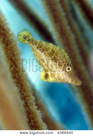 Slank Filefish