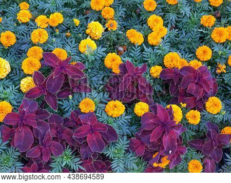 Orange Tagetis Flowers With Purple Coleus Solenostemon Hybrida Leaves