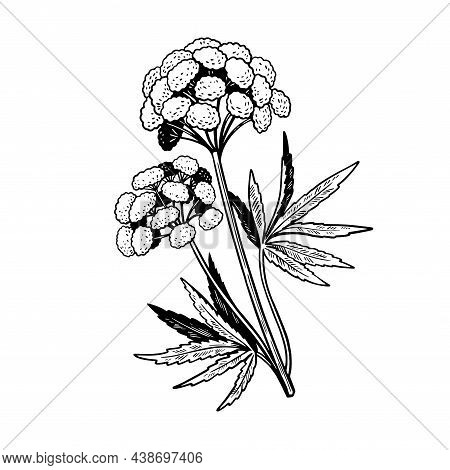 Poisonous Plant Cicuta Isolated On White Background. Hand Drawn Vector Illustration In Vintage Engra