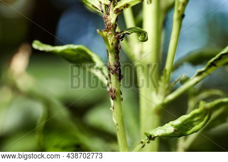 The Aphid Sucks The Juice From The Cherry Leaves And Harms The Shoots.