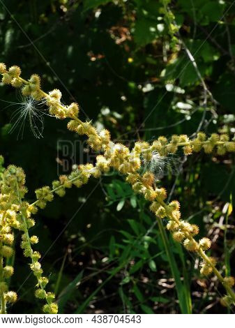 The Trail Is Blocked By Agrimonia Eupatoria In Anticipation Of A Seed Carrier