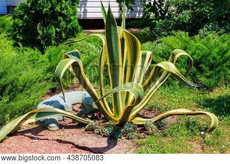 Agave Tequilana, Commonly Called Blue Agave (agave Azul) Or Tequila Agave