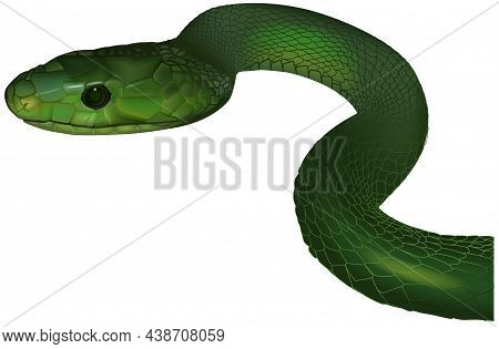 Green Mamba (deandroaspis Angusticeps) - Colored Illustration Isolated On White Backround, Vector