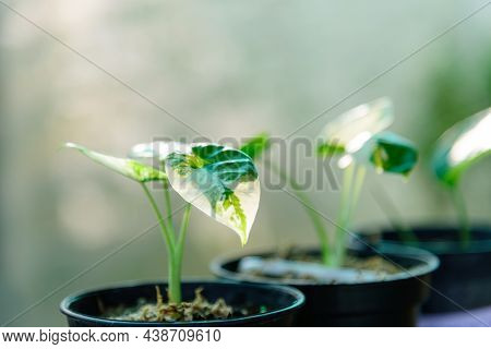 Closeup To Closeup To Little Fresh Alocasia Macrorrhizos