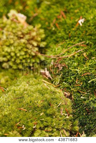 Moss