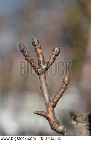 Pear Tree Etrusca Branch With Bud - Latin Name - Pyrus Communis Etrusca