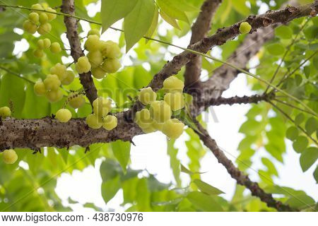 Star Gooseberry Or Phyllanthus Acidus On Tree In The Garden With Drops After Rain On Nature Backgrou