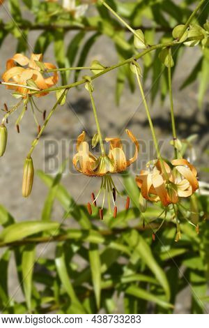 Henrys Lily Flowers - Latin Name - Lilium Henryi