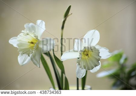 A White Narcissus On Grey Blurred Background. High Quality Photo
