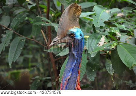 Close Up Of Cassowary Bird Nature Outdoor