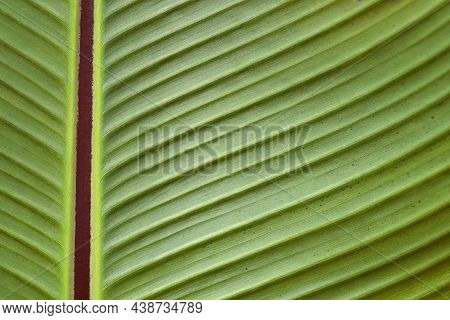 Ethiopian Black Banana Leaf Detail - Latin Name - Ensete Ventricosum Maurelii