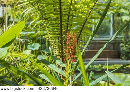 Close Up View Of Flowers Hedychium Coccineum  Plant In Ginger Family Zingiberaceae. Sweden.