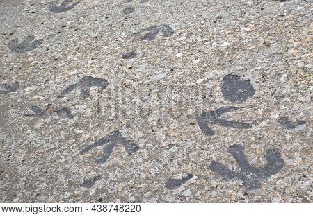 Icnites Of Dinosaurs Of Two Families, Iguanodon And Theropod. Regumiel De La Sierra Deposit, Burgos,