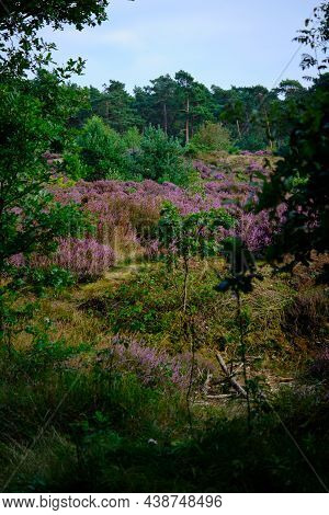 Purple Pink Heather See Through With Trees On The Side. Heathland And Forest Area Called Den Treek H