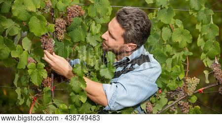 Man Harvester On Summer Harvest. Enologist Farmer Picking Up Grapevine. Vinedresser Pickup Grapes