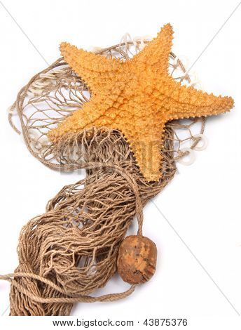 Karibik hvězdice (Oreaster reticulatus) na rybářské sítě.