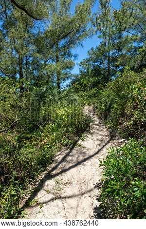 Trail With Sand, Vegetation And Pine Trees, Praia Da Barra, Garopaba, Santa Catarina, Brazil