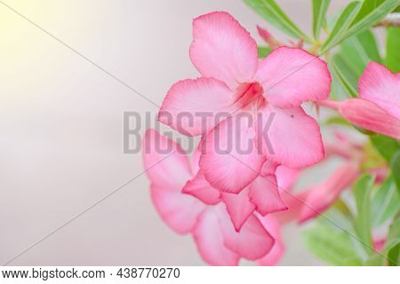 Pink Flower With Green Leaft On Blur Background. Colorful Flower On Soft Sunlight