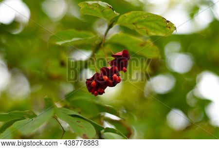 Euonymus Maximowicziana Prokh. Growing In Russian Far East
