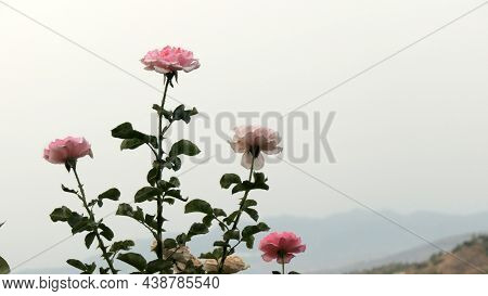 Pastel Pink Roser In Bloom Against Difused Background