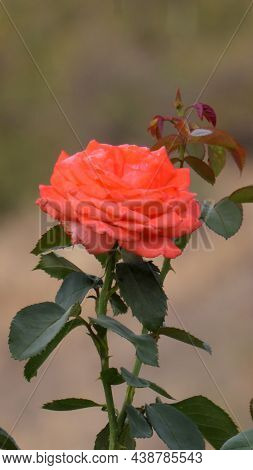 Pastel Pink Orange Rose In Bloom Against Difused Background