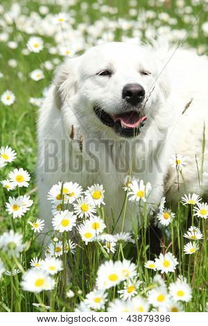 Cuvac fiori bianchi