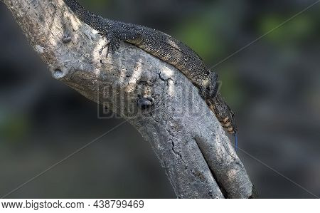 The Asian Water Monitor Is A Large Varanid Lizard Native To South And Southeast Asia. It Is One Of T