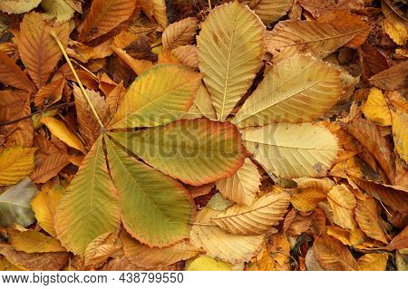 Autumn Etude With Leaves Of A Chestnut Tree