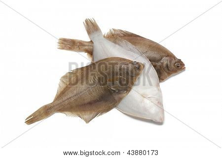 Common dab fishes on white background