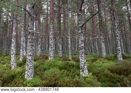 Pine Tree Trunks Covered In White Moss In A Pine Forest In The Cairngorms Mountains Of Scotland