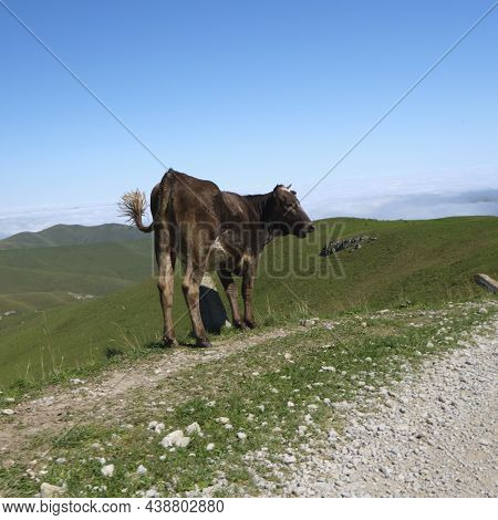 A Cow Walks Along A Mountain Road