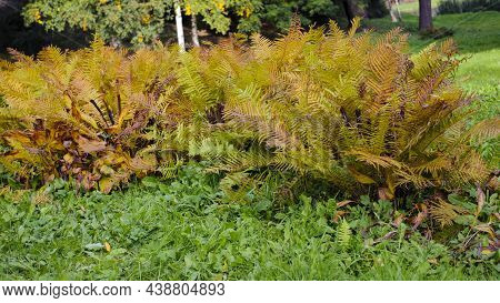 Dry Fern. Yellow Leaves. Beautyful Ferns Leaves Green Foliage Natural Floral Fern Background In Sunl
