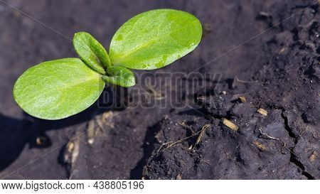 Sunflower Sprout, Green Leaves, Closeup. Giving Life, A Small Green Sprout In The Ground. Soil With 