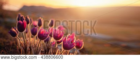 Purple Wild Crocus Flavus Flower Or Pulsatilla Or Pasque Flower Growing At Sunset Outdoors. Early Si