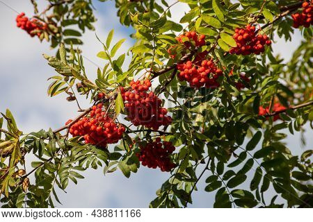 Close Up On A Rowan Tree Branch Laden With Rowen Berries