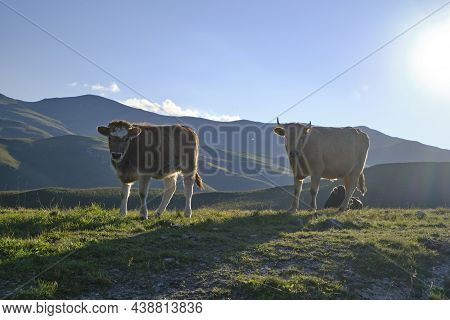 Cows Walk Along The Mountain Range At Early Autumn