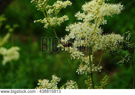 Close-up: White Meadowsweet Flowers On A Background Of Green
