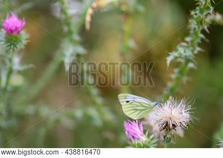 Cabbage White Butterfly Sitting On A Milk Thistle Plant.