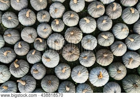 Top View Of Many Blue Kabocha Squashes With Pale Bluish Skin